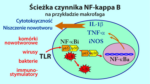 szlak czynnika NF-kappa-B